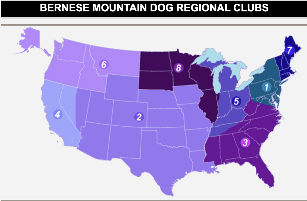 Bernese-Mountain-Dog-Regional-Dog-Clubs