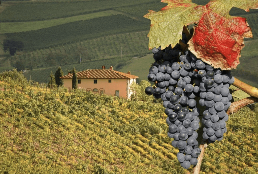 bolgheri-wine-country