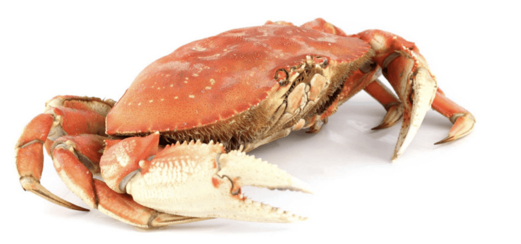 how-to-eat-peekytoe-crab