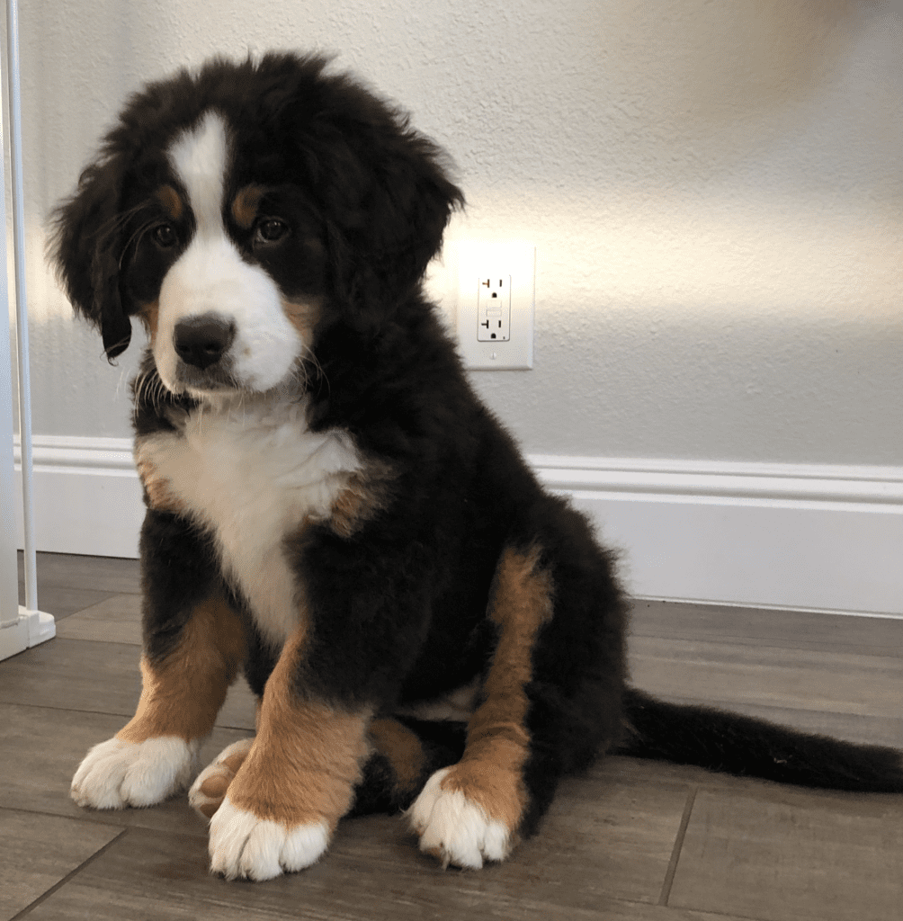 bernese-mountain-dog-puppy-3-months
