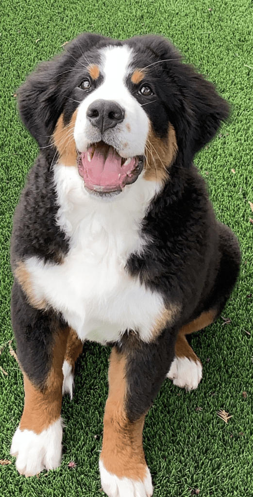 bernese-mountain-dog-puppy-4-months
