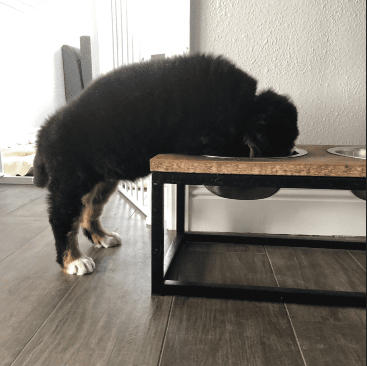 Berner Puppy Growth Guide
