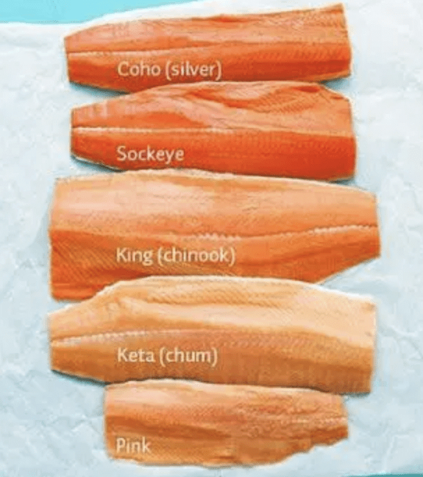 Shell-Fish-Salmon-Scallops-different-types-of-salmon-to-eat