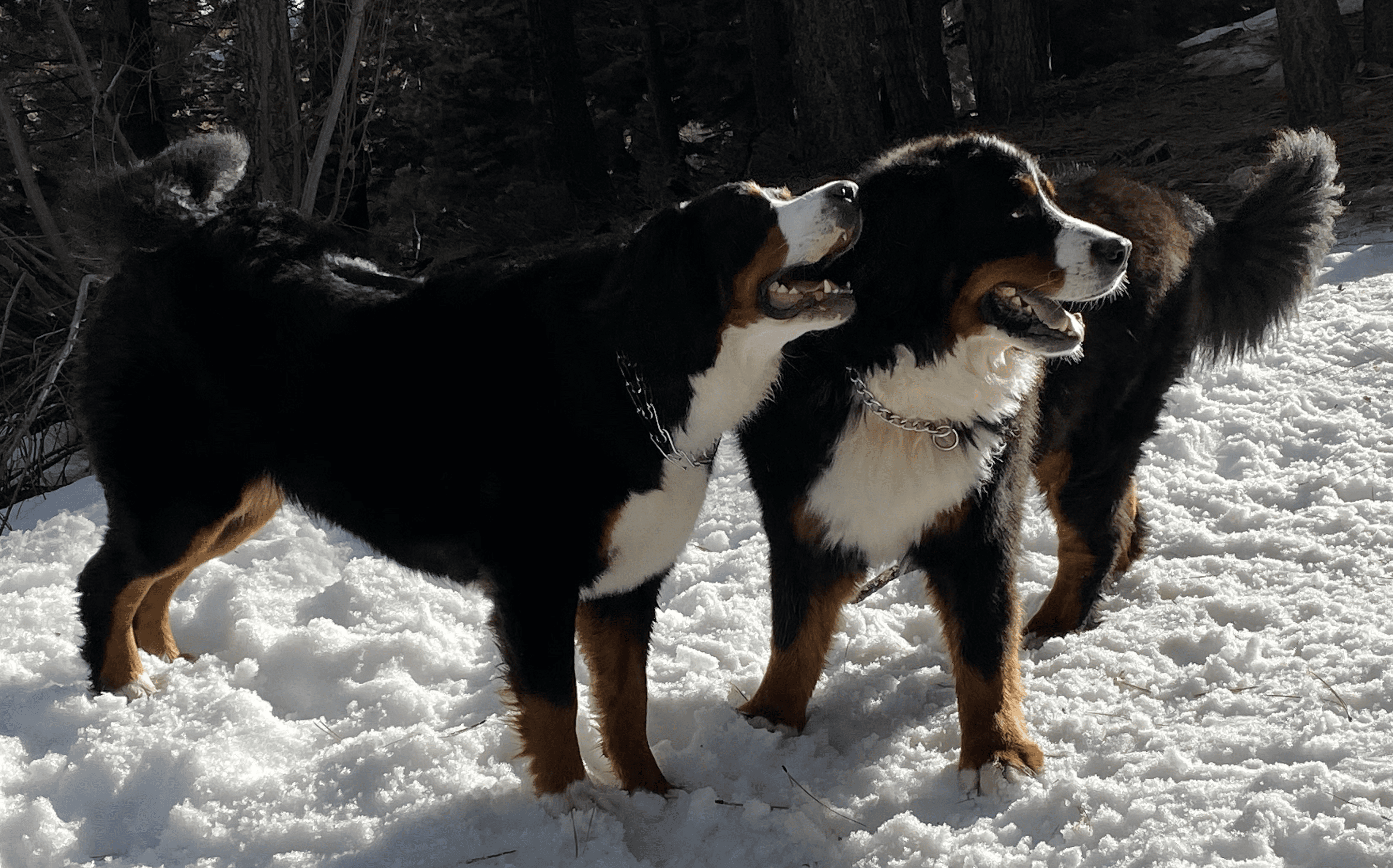 Bernese-Mountain-Dog-Videos