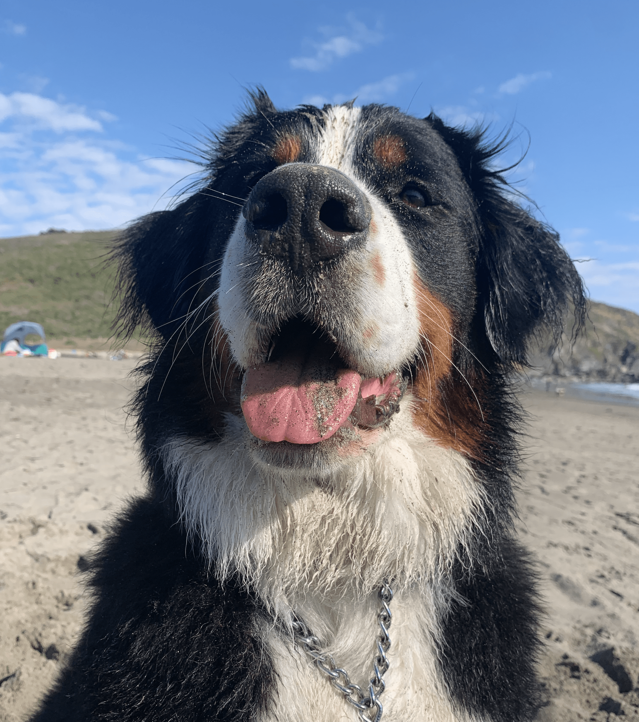 Berner-Beach-Sand-Smile-Lola