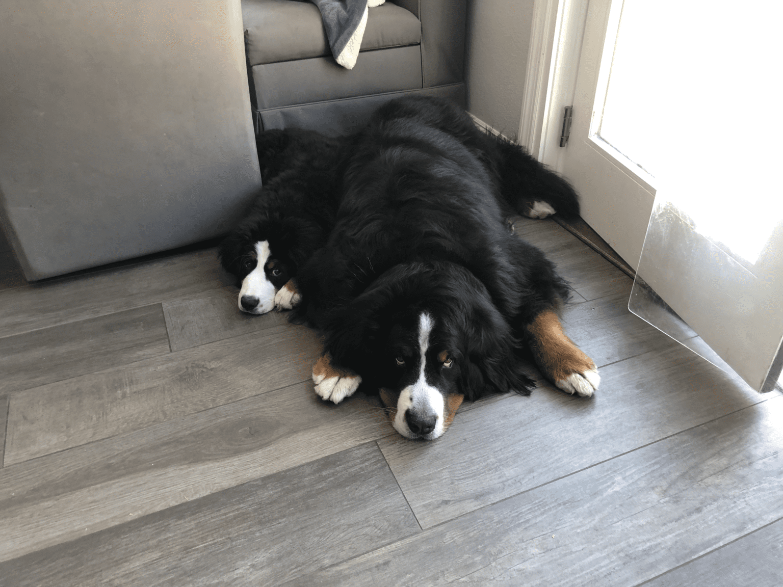Adding One More Bernese Mountain Dog PB on Life