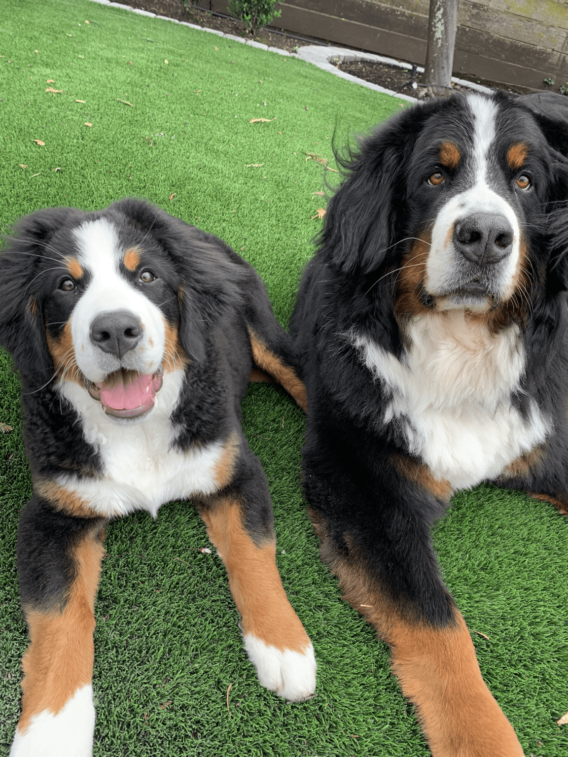 Adding One More Bernese Mountain Dog PB on Life