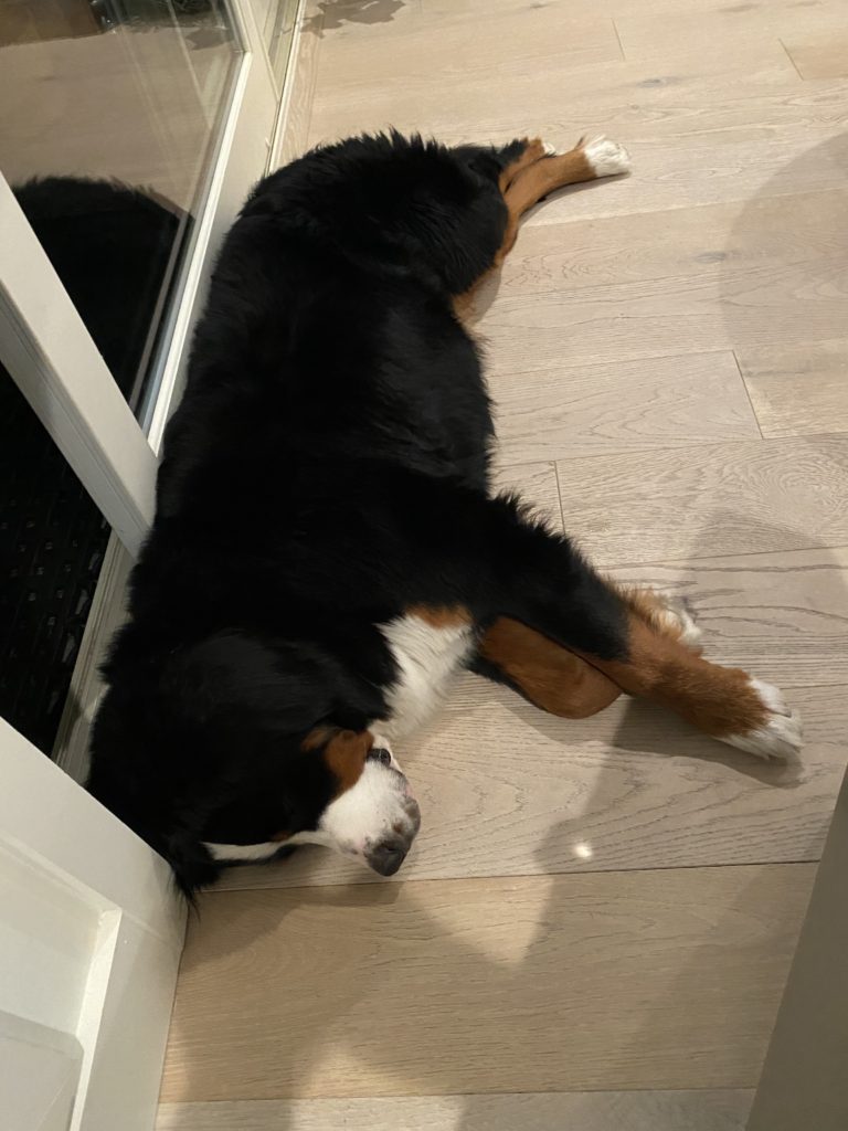 Lola-the-Berner-Sleeping
