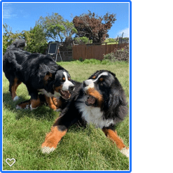 Lola-Fenway-the-Berners-at-play
