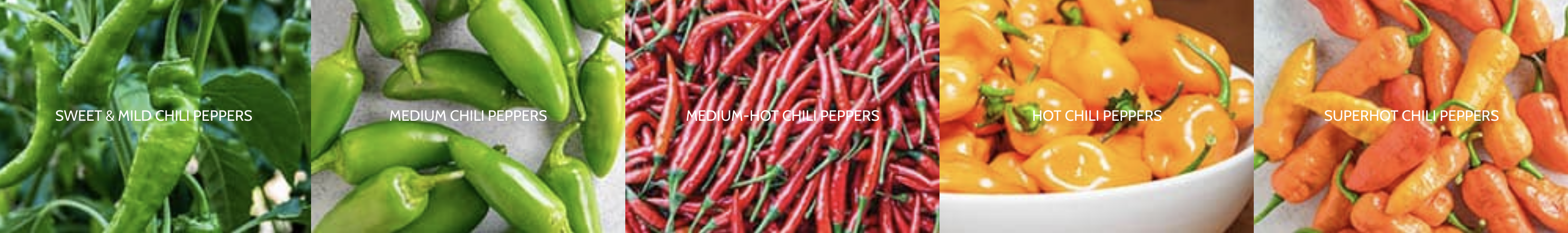 all-about-chile-peppers