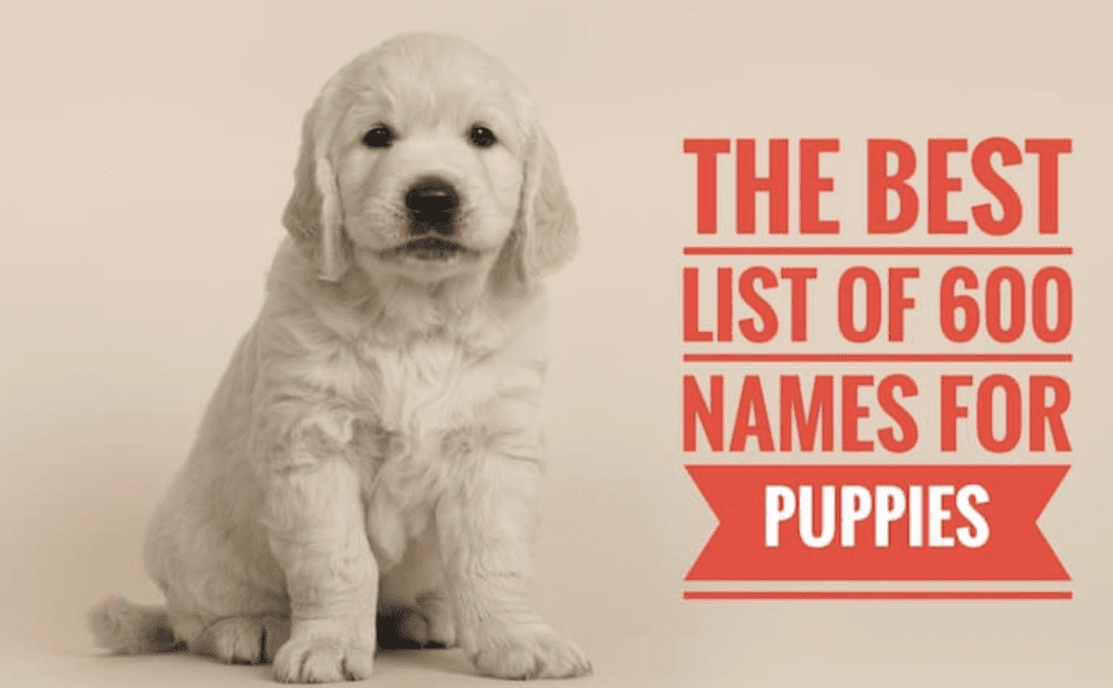 How-to-Name-a-Puppy
