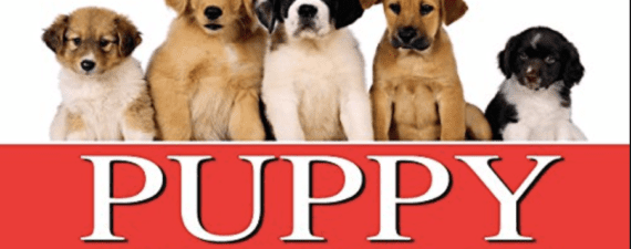Set-Your-Puppy-Up-For-Success