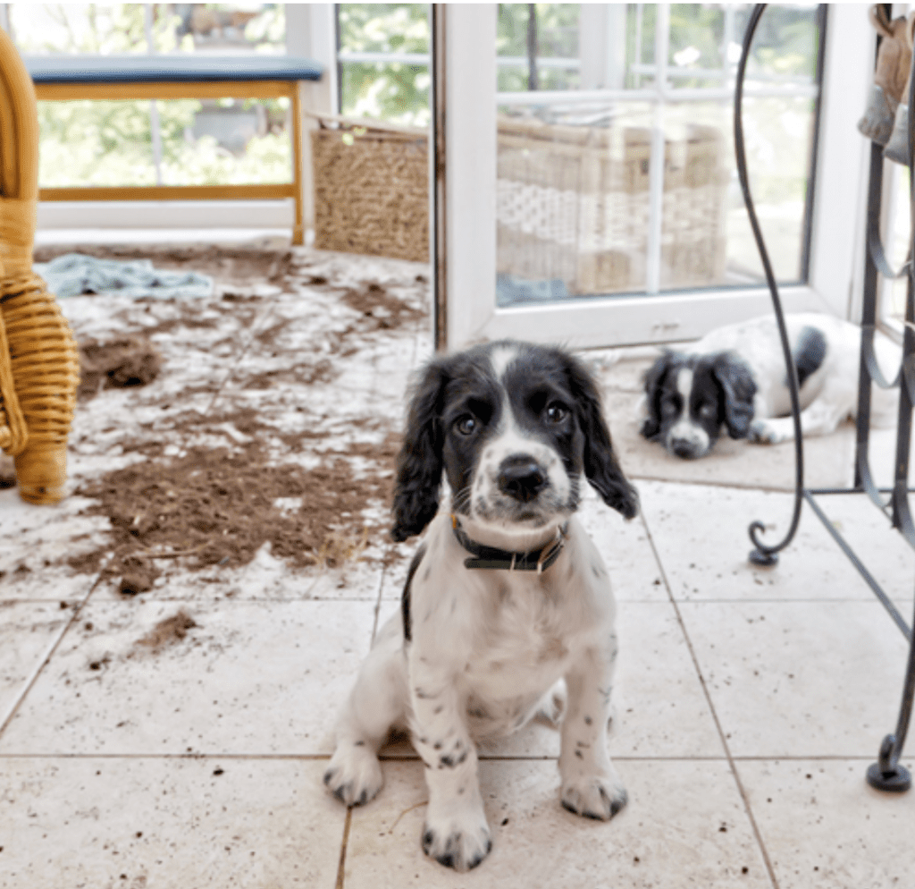 Puppy-Proofing-the-Inside-of-Your-Home