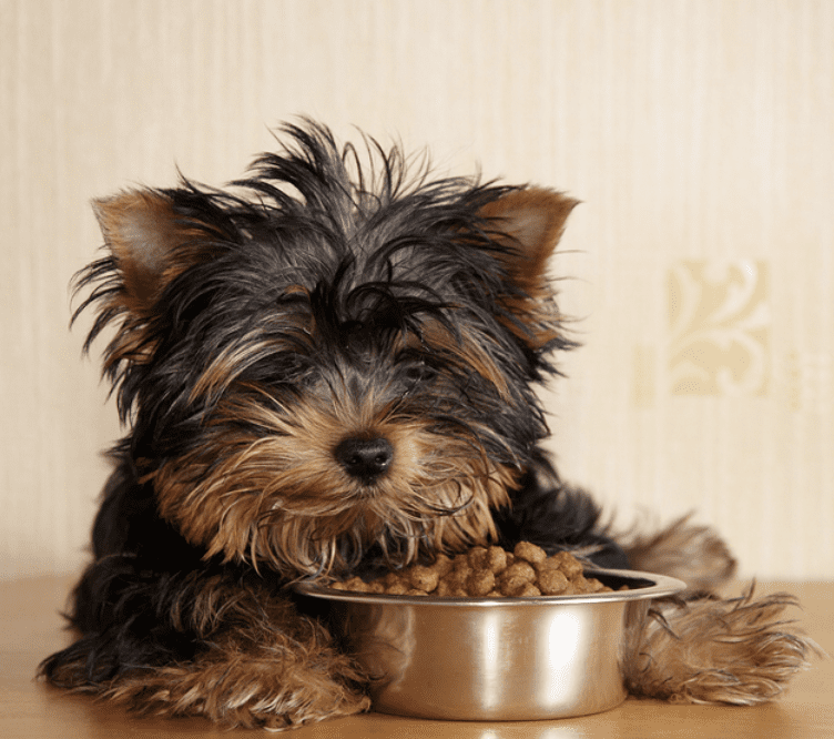 AKCs-First-Year-Timeline-For-Feeding-Your-Puppy