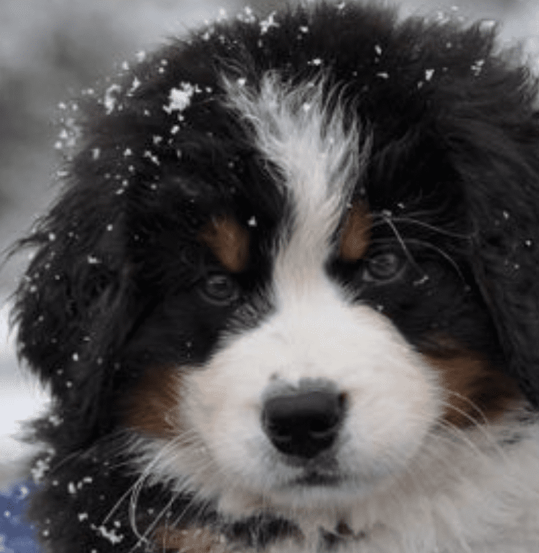 Berner-Puppies-First-Snow