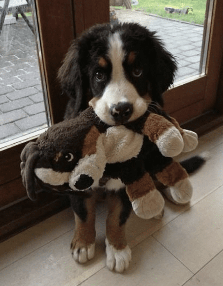 Bernese-Mountain-Dogs-With-Stuffed-Animals-Berner-Puppy