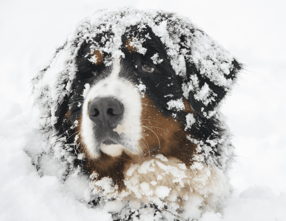 Bernese Mountain Dogs in The Snow - PB on Life