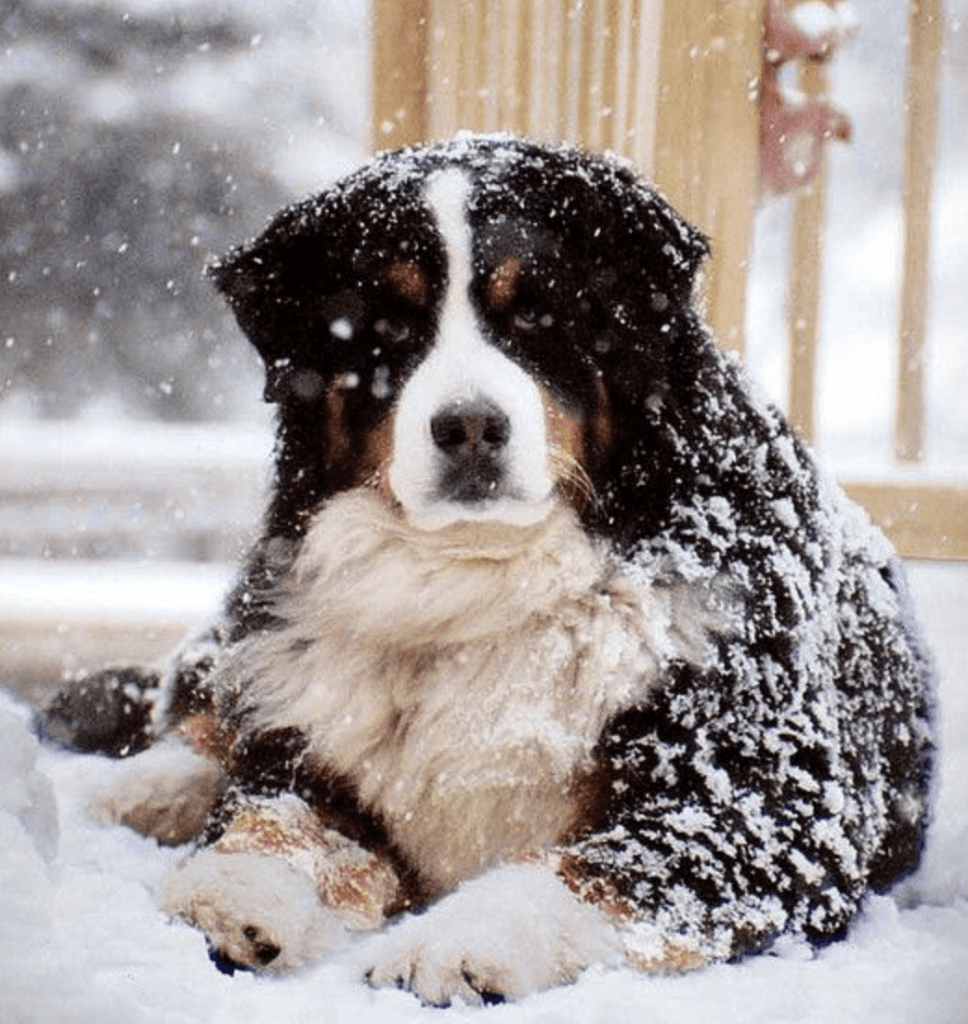 Bernese-Mountain-Dog-Laying-Down-Covered-in-the-snow