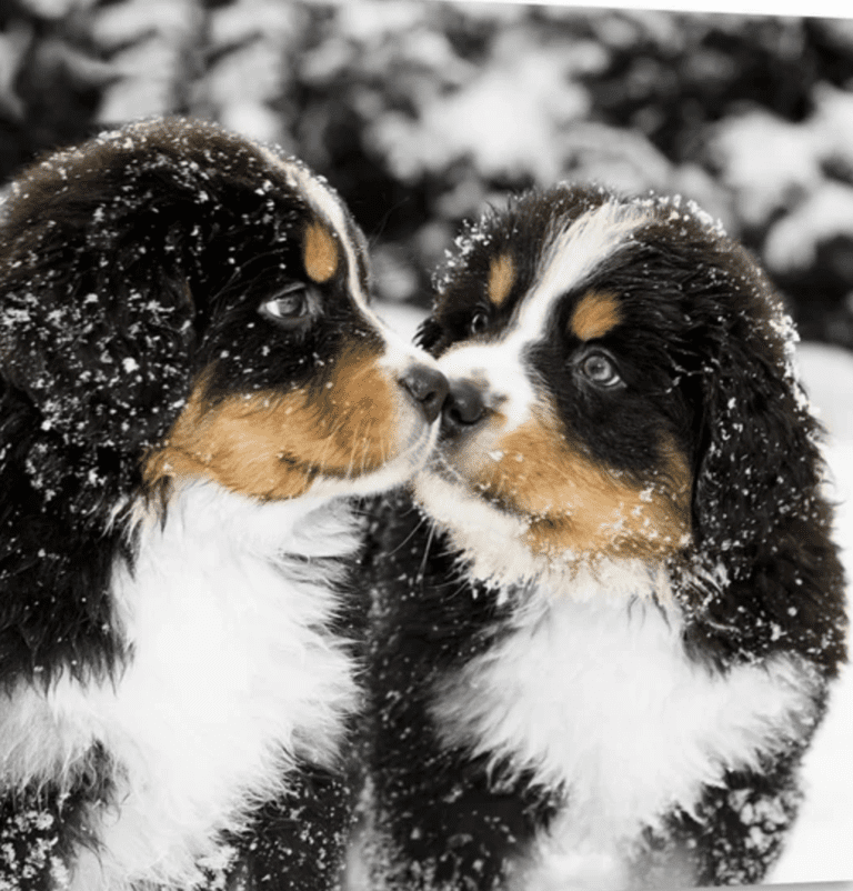 Bernese Mountain Dogs in The Snow - PB on Life