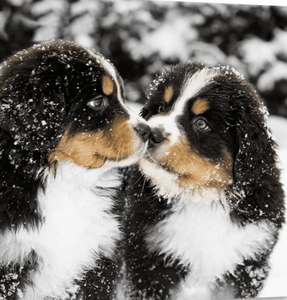 Bernese-Mountain-Dog-Puppies-Kissing-in-the-Snow