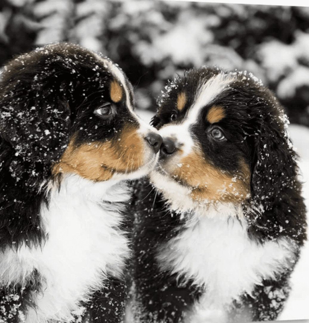 Bernese Mountain Dogs in The Snow PB on Life