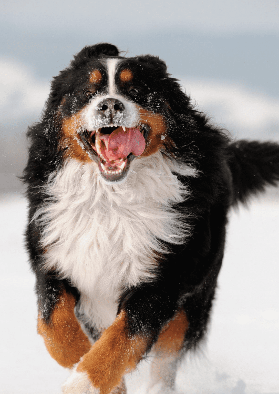 Bernese Mountain Dogs in The Snow - PB on Life