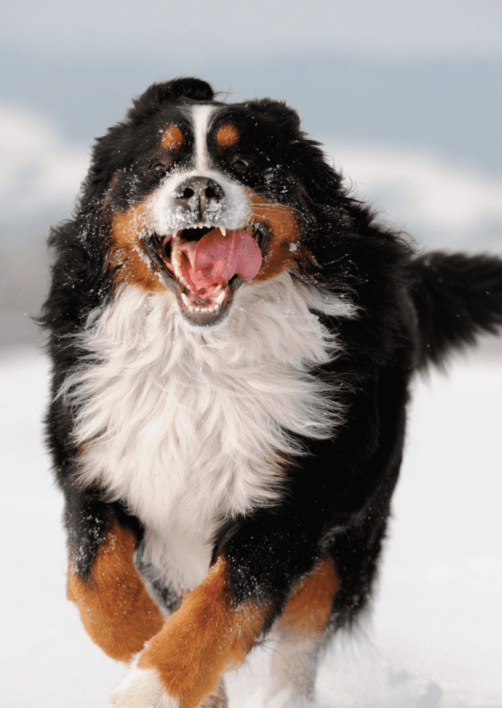 Bernese-Mountain-Dog-in-Full-Gallop-in-the-Snow