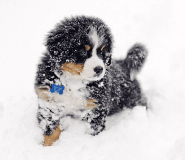 Bernese Mountain Dogs in The Snow - PB on Life