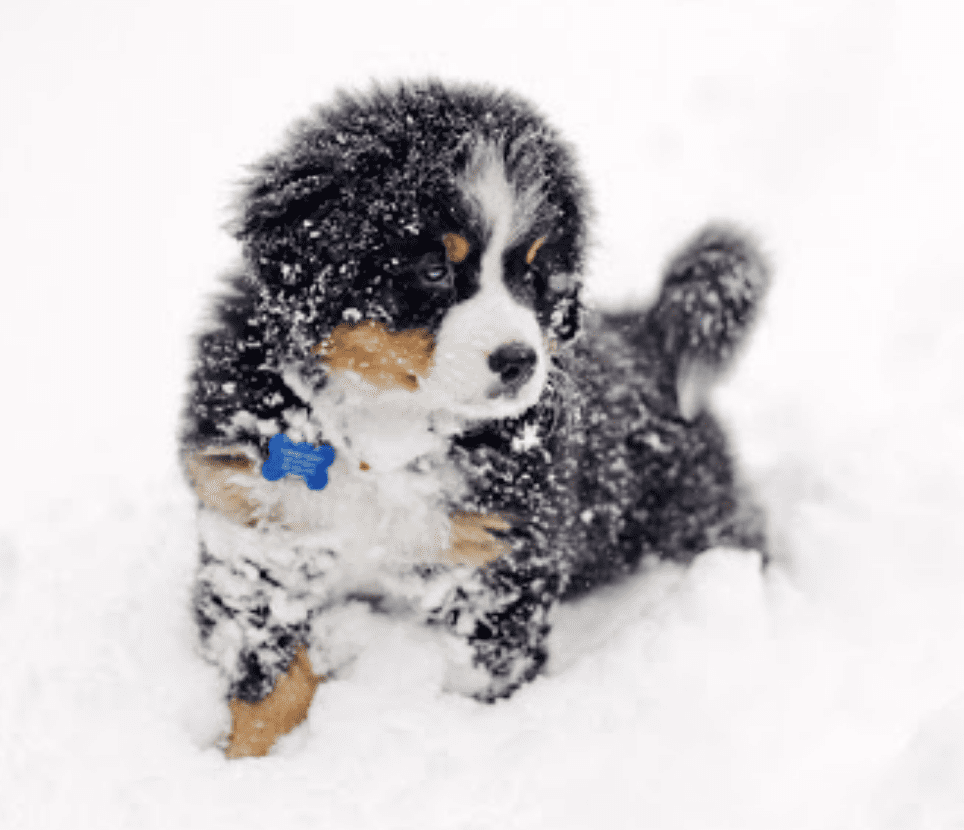 Bernese-Mountain-Puppy-Covered-in-Snow
