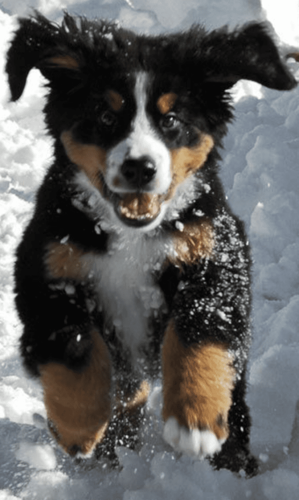 Bernese-Mountain-Puppy-Flying-in-the-snow