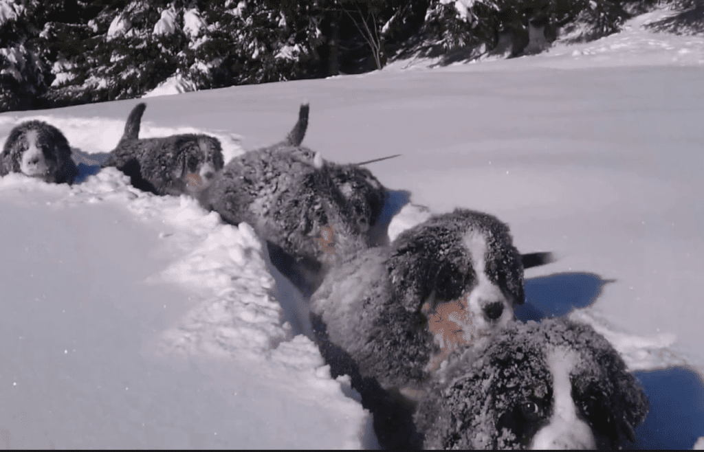 Pack-of-Bernese-Mountain-Dogs-in-the-snow