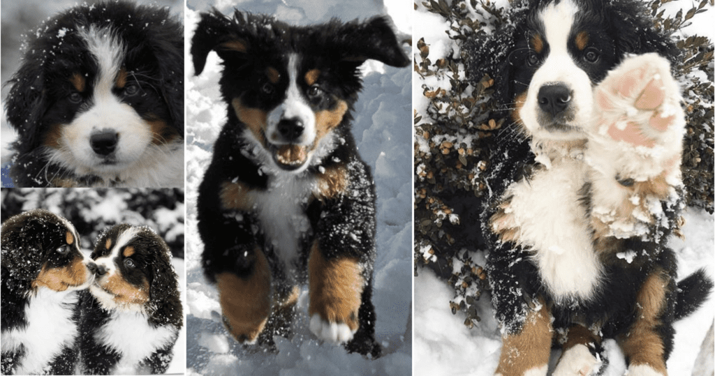 Bernese Mountain Dogs In The Snow Pb On Life