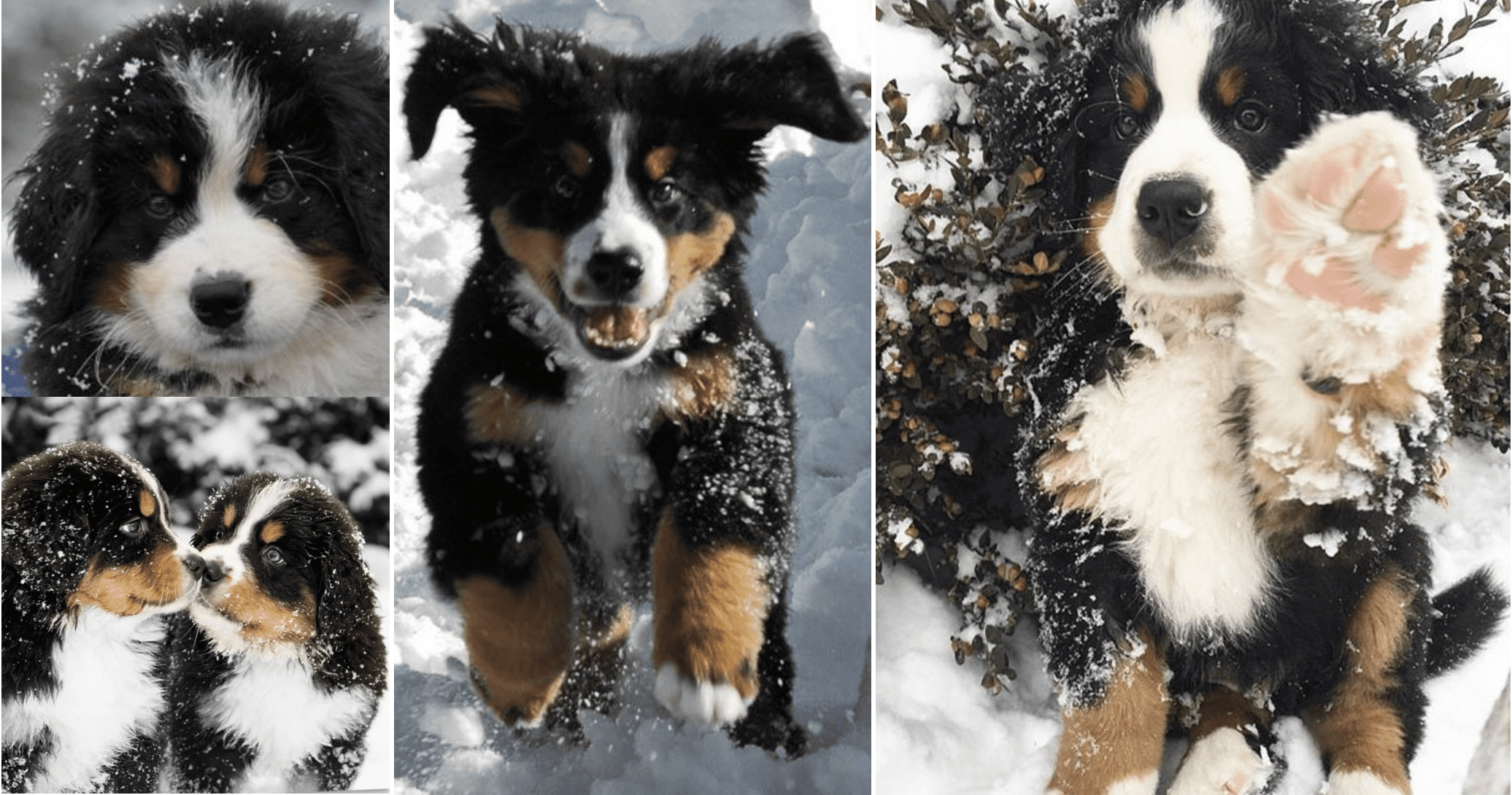 bernese-mountain-dogs-in-the-snow