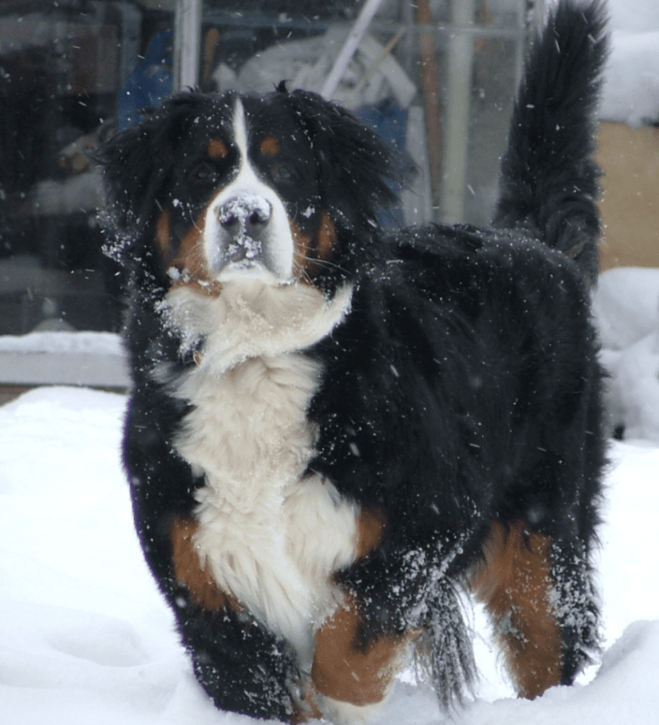 Statuesque-Bernese-Mountain-Dog-Standing-in-Snow