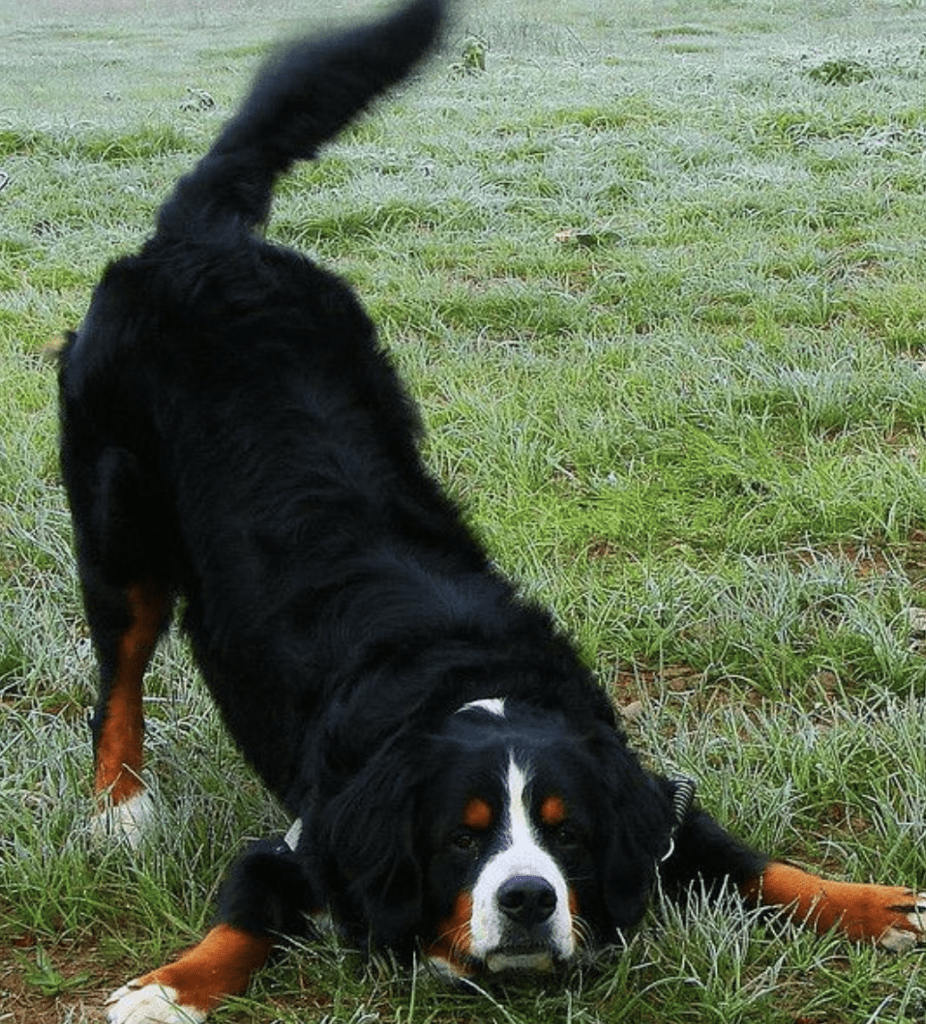 Bernese-Mountain-Dog-Play-Bowing