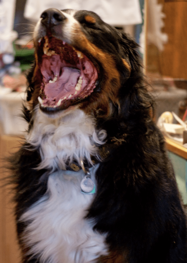 Berner-Yawning