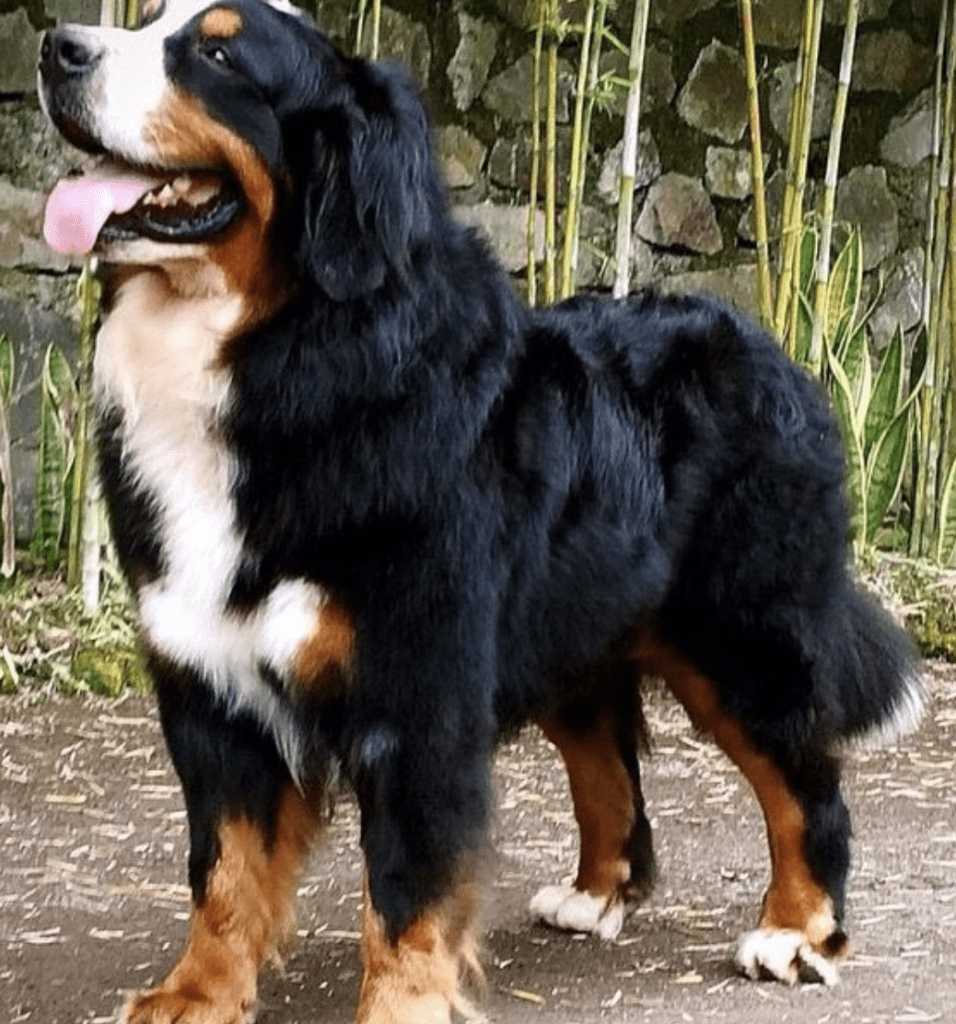 Bernese-Mountain-Dog-Tail