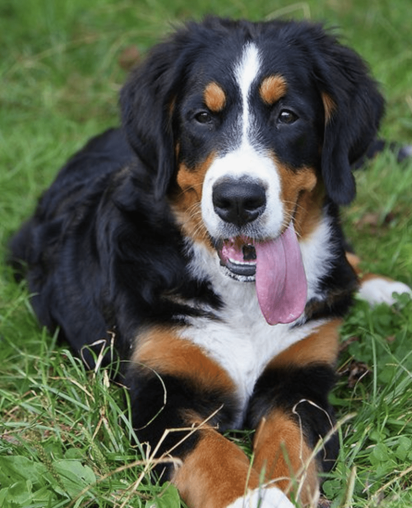 Bernese-Mountain-Dog-Tongue