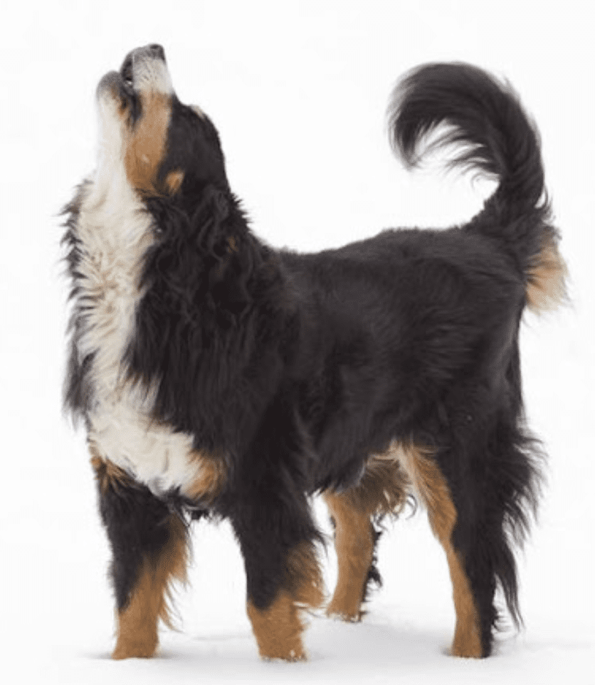 How-Bernese-Mountain-Dogs-Communicate-With-You