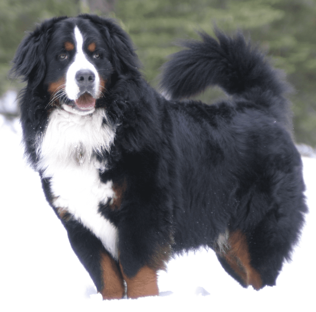 Language-of-Bernese-Mountain-Dogs-Tail