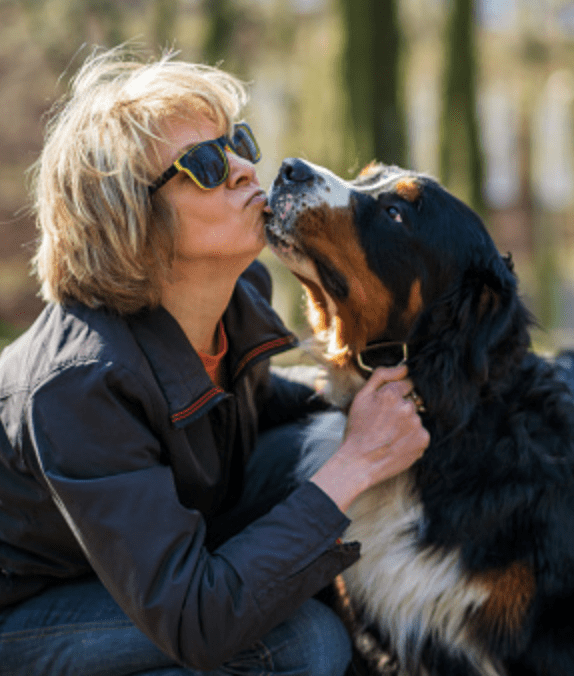 Language-of-Bernese-Mountain Dogs - Head-Tilt-Language
