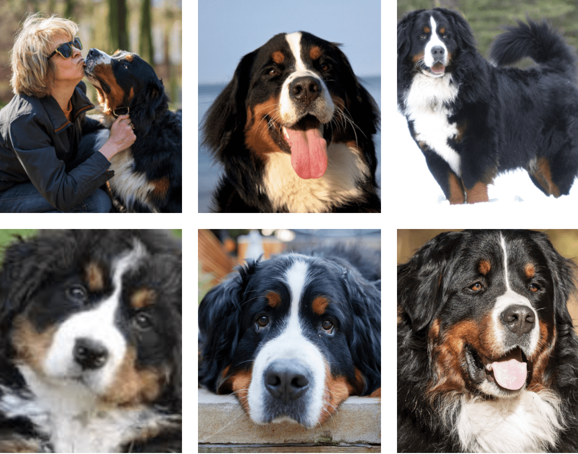 Language-Of-Bernese-Mountain-Dogs