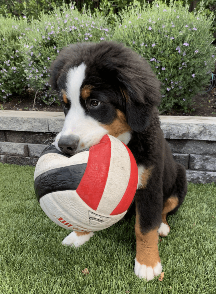 Bernese-Mountain-Dogs-With-Stuffed-Animals-Sooccer-Ball