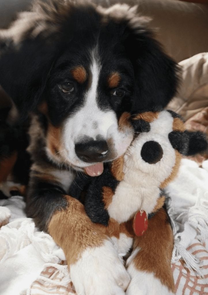 Bernese-Mountain-Dogs-With-Stuffed-Animals-Berner-Pup