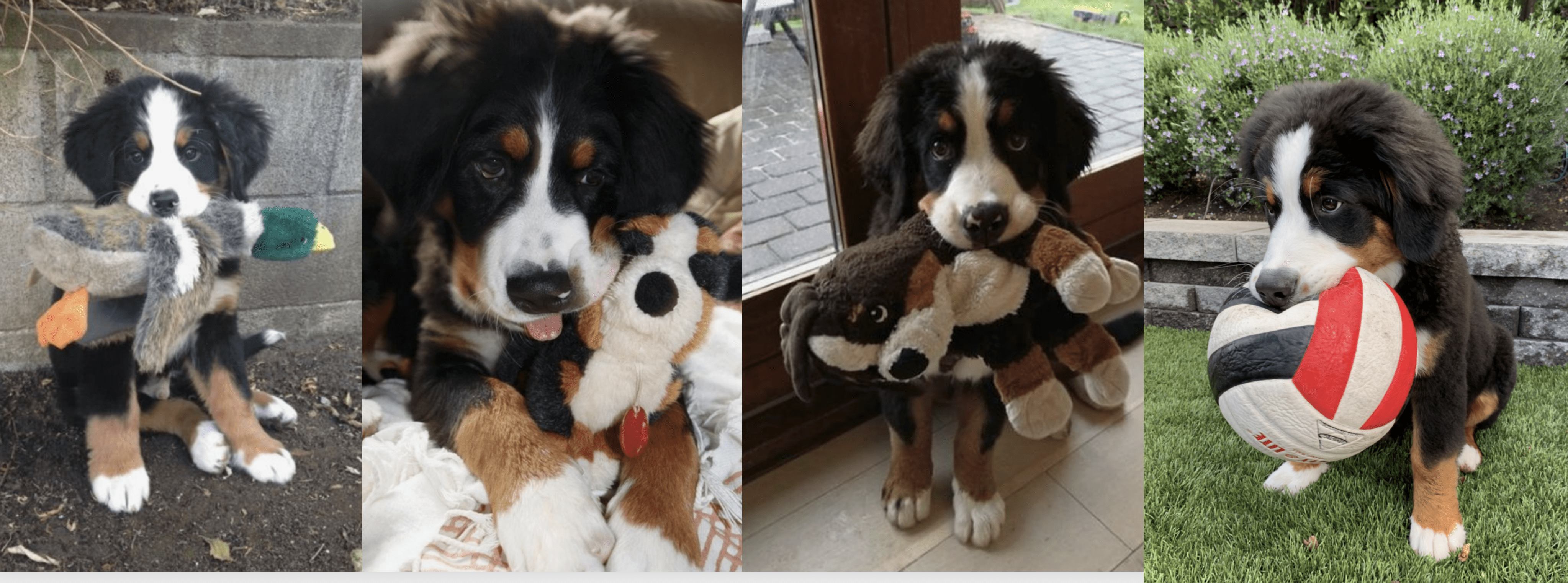 bernese-mountain-dogs-stuffed-animals