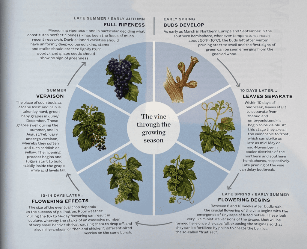 The-Wine-Vine-During-Growing Season