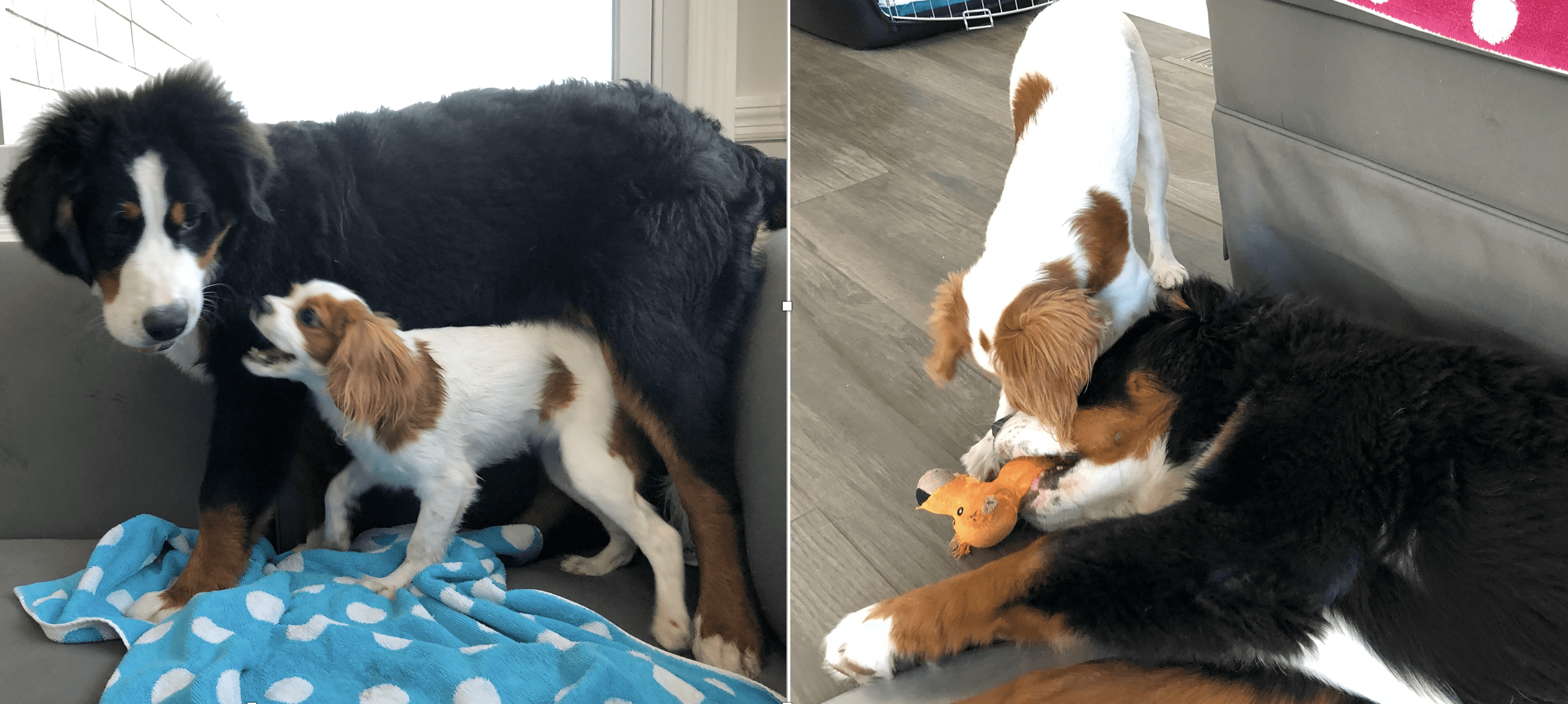 bernese-mountain-dog-puppies-vs-cavalier-puppies