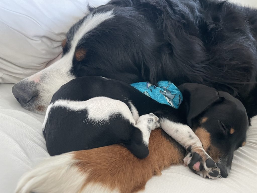 Why-Berners-Snuggle-With-Other-Dogs