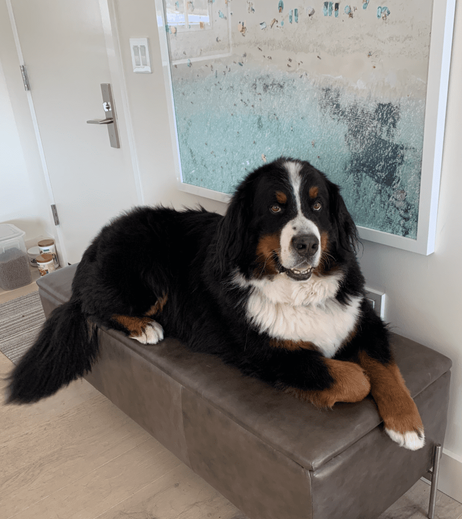 Are-Bernese-Mountain-Dogs-Aware-of-Their-Size