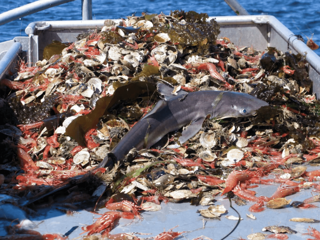 Seaspiracy-Exposes-the-Commercial-Fishing-Industry-Atrocity-of-Bycatch